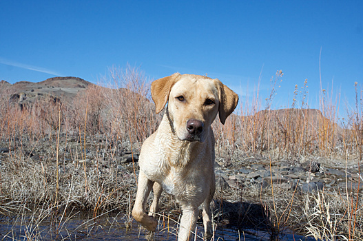 Собаки спасли пожилого американца