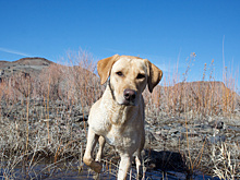 Собаки спасли пожилого американца