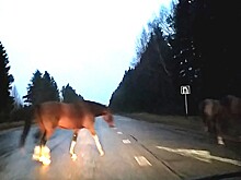 В Тверской области табун лошадей гулял по автодороге, мешая водителям проехать