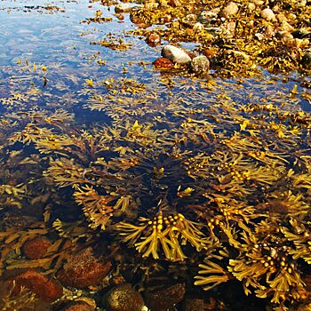 В России придумали водорослевое удобрение