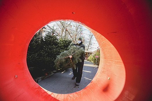 Ростовский зоопарк получил в подарок 300 нераспроданных новогодних елей