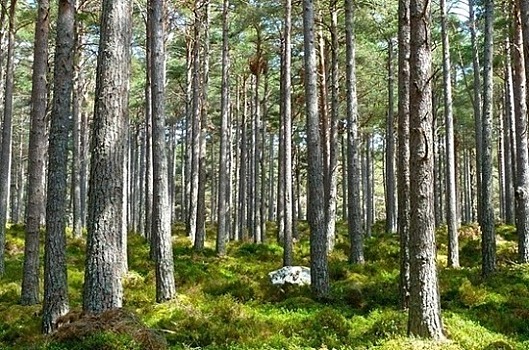 В России может появиться программа по развитию науки и образования в лесной отрасли