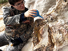 Палеонтологи Петербурга приступили к изучению "находки века" - она вдвое старше динозавров