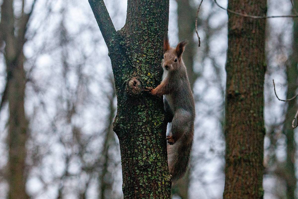 Россиянам посоветовали не вмешиваться в жизнь белок