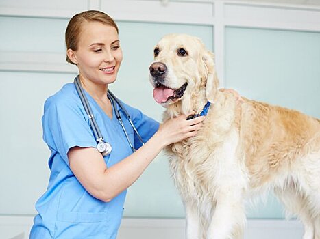 Московские ветеринары выпустили памятки для владельцев домашних животных
