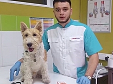 Челябинский ветеринар пристраивает животных, которых бывшие владельцы привозили на усыпление