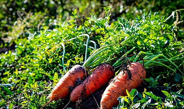 440 тонн моркови отправила Волгоградская область на экспорт в Казахстан