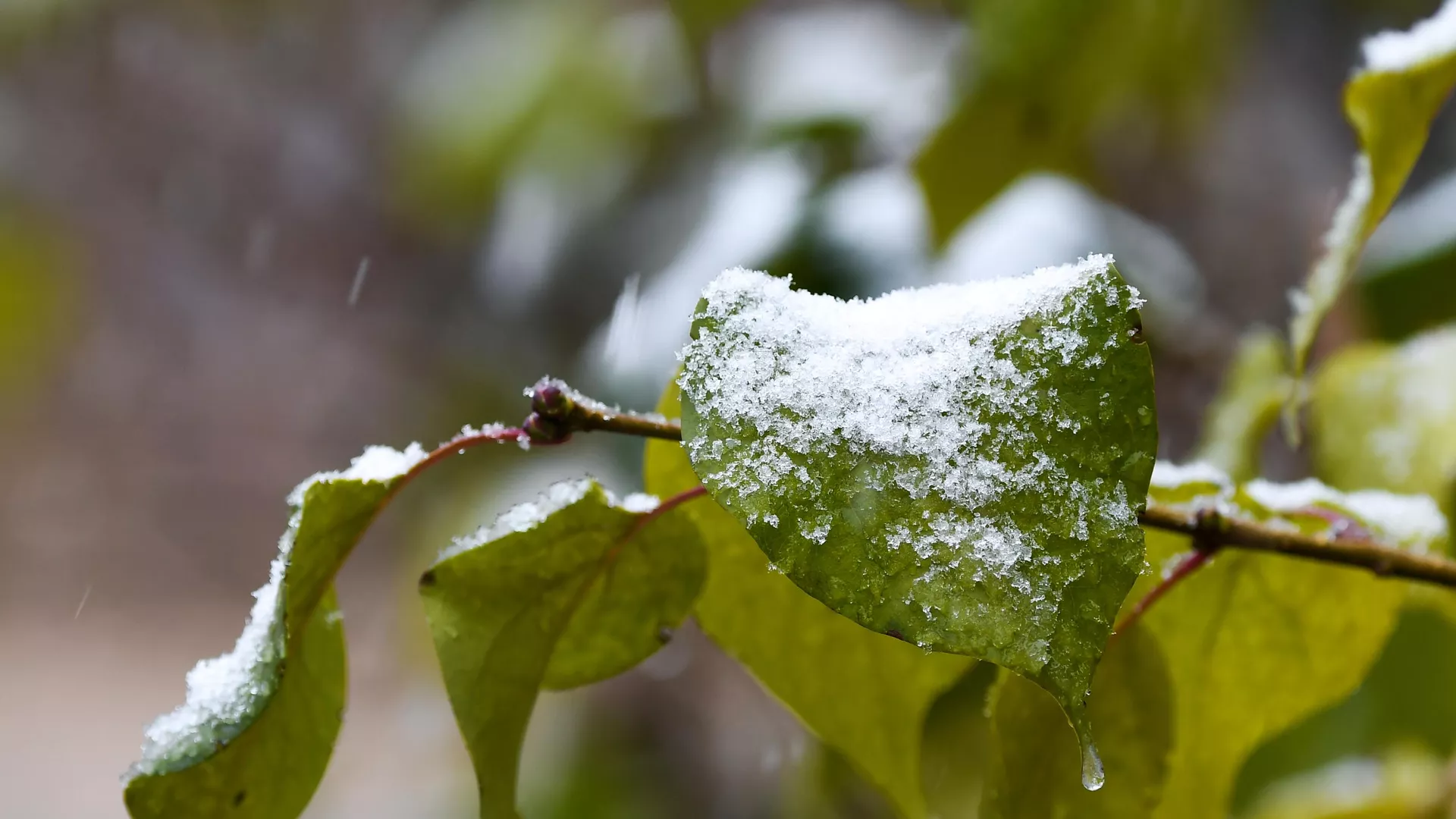 В Подмосковье объявлен оранжевый уровень опасности из-за заморозков