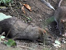 Судьба подмосковных крыс взволновала иностранцев