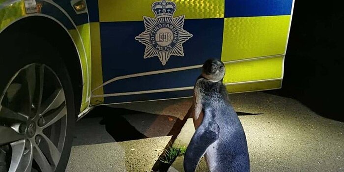 В английской деревне полиция «задержала» пингвина-пешехода