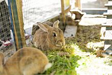 Власти Ярославской области ищут нового инвестора в кролиководство