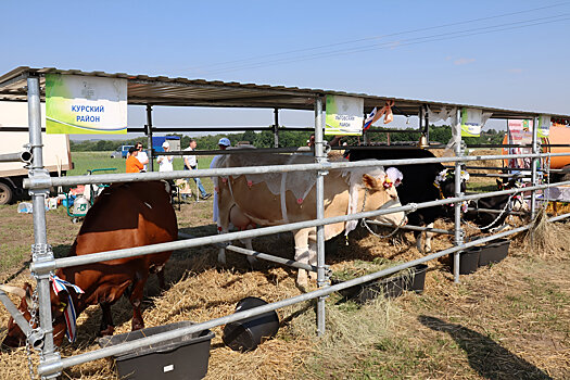 В Кореневском районе украли 24 коровы