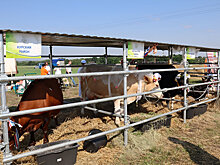 В Кореневском районе украли 24 коровы