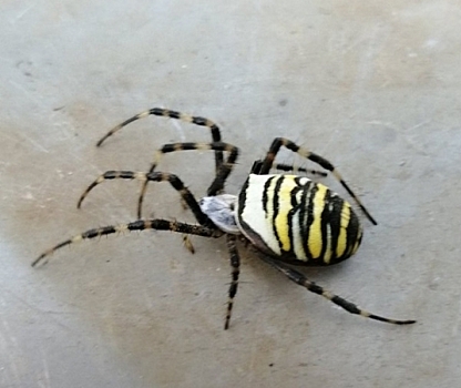 Нижегородец обнаружил ядовитого южного паука в Володарске