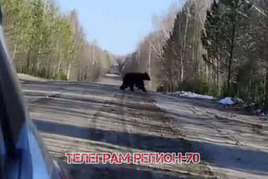 В Комсомольске на видео попало, как медведь догонял автомобиль