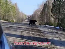 В Комсомольске на видео попало, как медведь догонял автомобиль