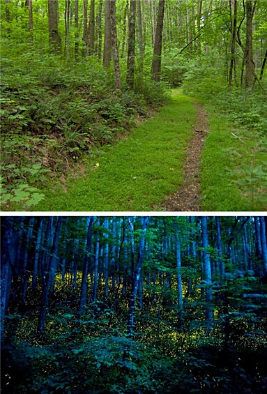 Леса штата Теннесси весной.   Всего раз в году целые группы светлячков светятся одновременно, превращая лес в прекрасную картину.
