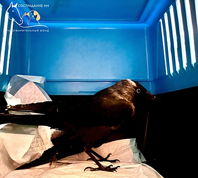 Галка со сломанным крылом переедет из Нижнего Новгорода в Брянск