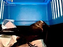 Галка со сломанным крылом переедет из Нижнего Новгорода в Брянск