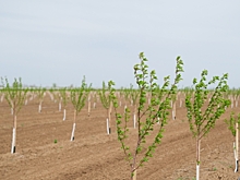 Волгоградцам дали советы, как правильно прикопать саженцы