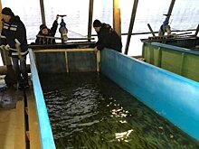 Более 50 тысяч годовалых мальков сига выпустили в реку у Белого моря