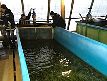 Более 50 тысяч годовалых мальков сига выпустили в реку у Белого моря