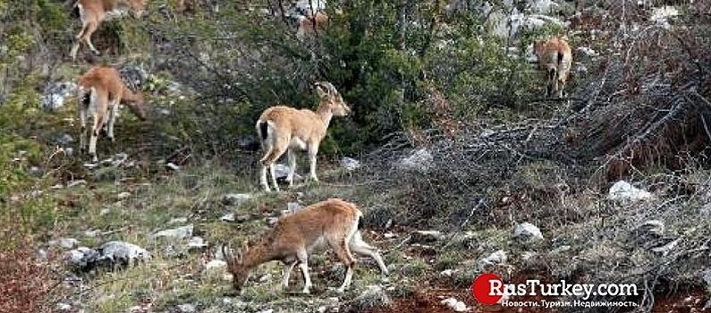 Курортную Анталью оккупировали горные козлы