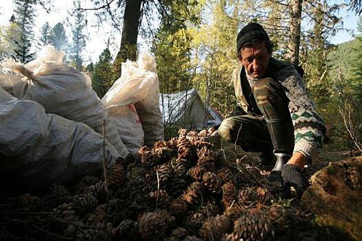 В Югре сборщикам кедровых шишек предлагают до 300 тысяч рублей