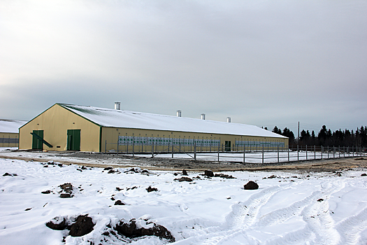 В Свердловской области открыт новый животноводческий комплекс стоимостью 43 млн рублей