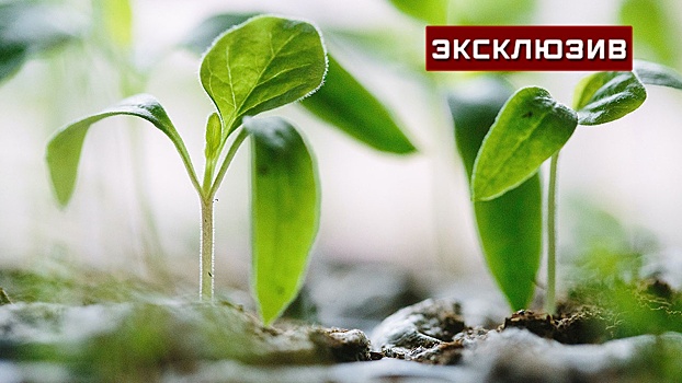 Специалист рассказала, как правильно подготовить рассаду к дачному сезону