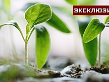 Специалист рассказала, как правильно подготовить рассаду к дачному сезону