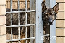 За 3 года в Казани отловили более 12 тысяч собак
