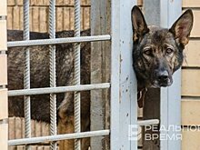 За 3 года в Казани отловили более 12 тысяч собак