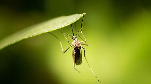 В Китае планируют сделать из комаров летающие вакцины для животных