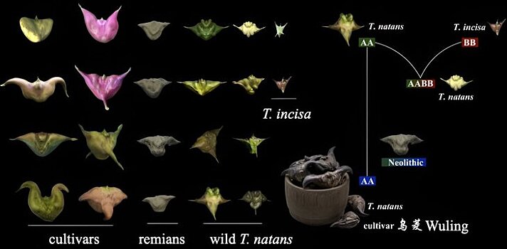 Водяной кальтроп или дьявольский стручок – кандидат в новые сельхозкультуры