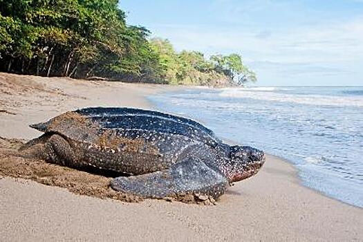 Кожистые черепахи вернулись на берег провинции в Таиланде после пяти лет отсутствия