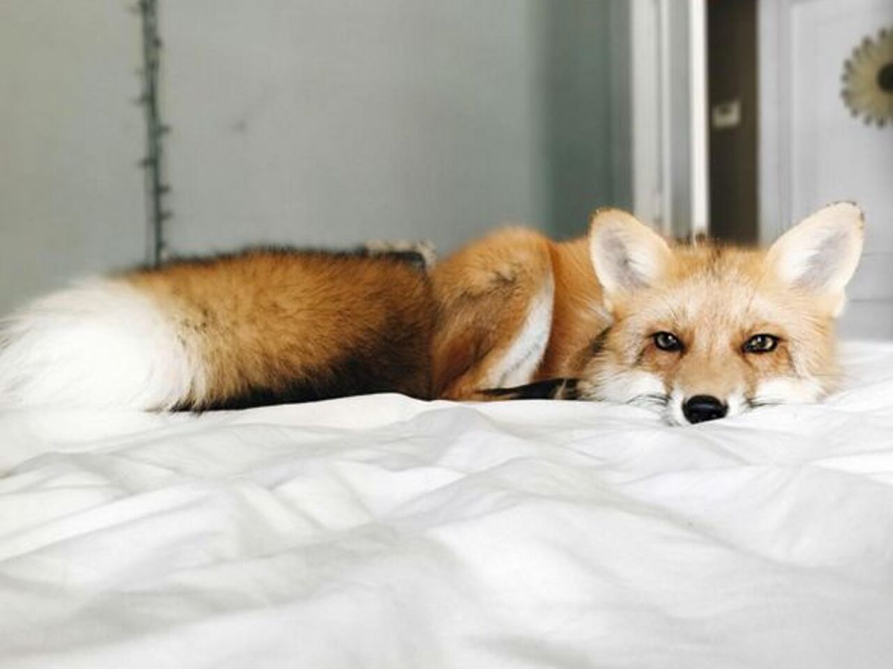 Ручная лиса. Лисов можно приручить. Одомашненная лиса новосибирск. Огнёвка вятская лиса. Ручная лиса.