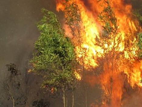 В Башкирии прокуратура объявила предостережение министру лесного хозяйства из-за угрозы пожаров