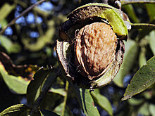 В Узбекистане создана ассоциация экспортеров грецкого ореха