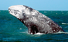 На Сахалине построят сеть турбаз для наблюдения за китами
