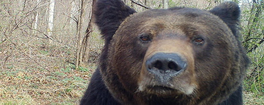 Главу Ростуризма удивили алтайские медведи