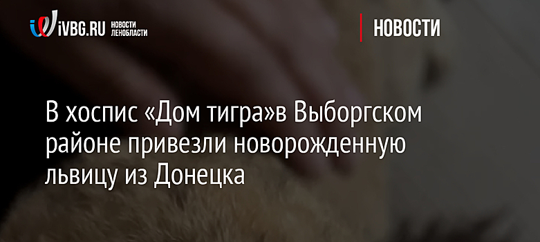 В хоспис «Дом тигра»в Выборгском районе привезли новорожденную львицу из Донецка