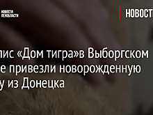 В хоспис «Дом тигра»в Выборгском районе привезли новорожденную львицу из Донецка