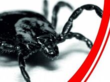 Нужно ли прививаться от клеща?