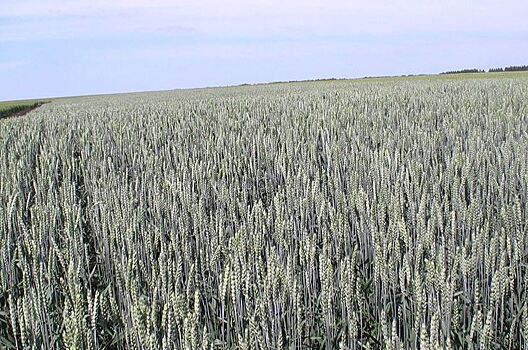 Ставрополье формирует производство чисто российского урожая