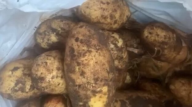 Подходящее время для уборки картофеля