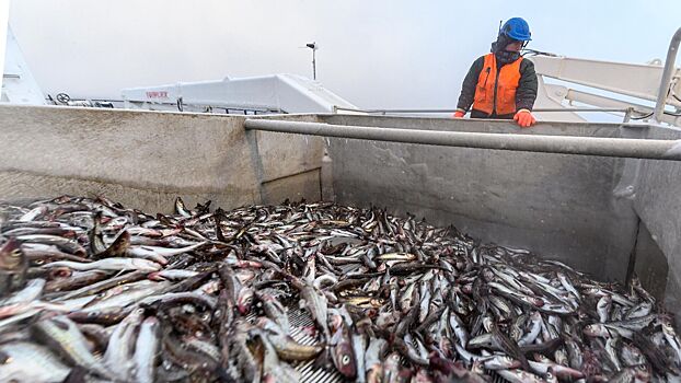 Россельхознадзор временно ограничил ввоз рыбы из Японии