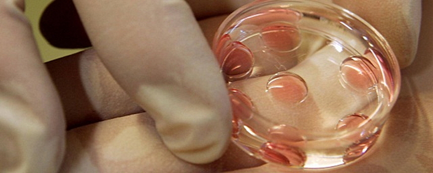 Репродуктолог оценил идею выращивания мышат из мужских клеток