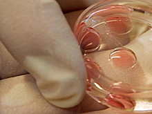 Репродуктолог оценил идею выращивания мышат из мужских клеток