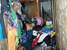 Екатеринбурженка пропала из квартиры, оставив в ней горы мусора и около 30 кошек - видео